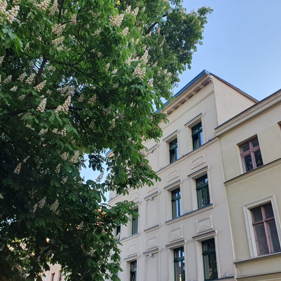 Wycinka drzew przy zabytku_Arkada Radosław nawara